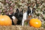 BOULEDOGUE FRANCAIS 1202